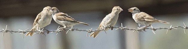 credit: Zeynel Cebeci, wikimedia commons